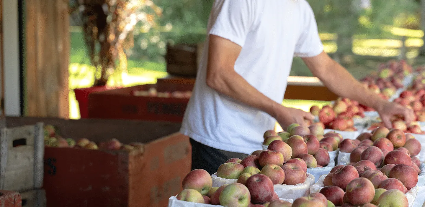 Producteur triant des pommes fraîchement récoltées à La Pommeraie d'Or
