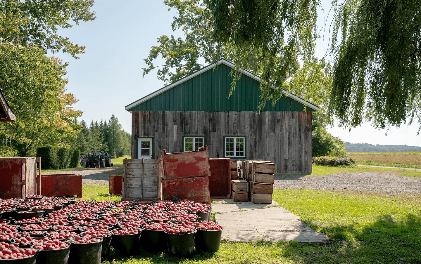 Récolte de pommes devant une grange rustique aux Vergers François Juneau